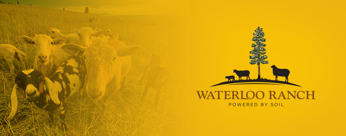 Waterloo Ranch Logo Design